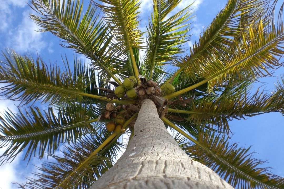 Cayo Cocoimage - 1