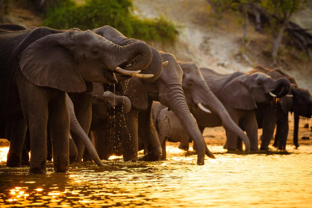 Chobe nationalparkimage - 0