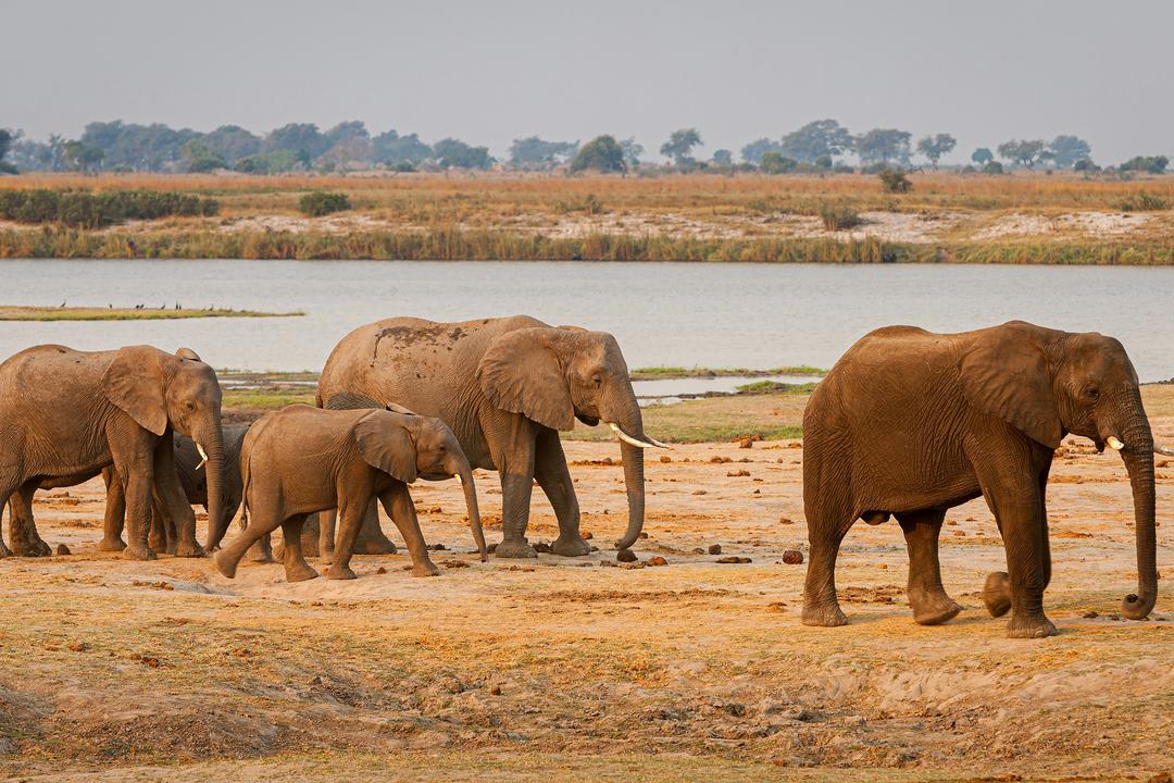 Chobe nationalparkimage - 1