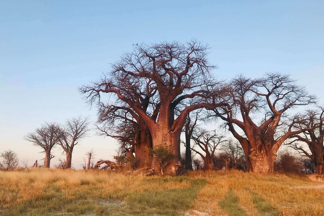 Savuti - Chobe nationalparkimage - 1