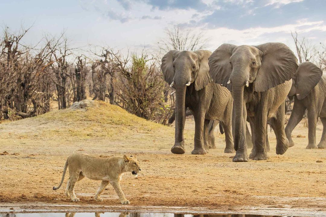 Savuti - Chobe nationalparkimage - 0