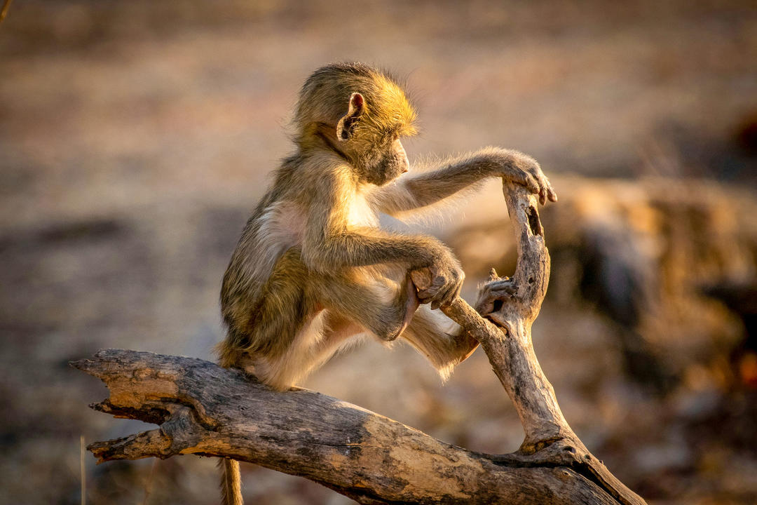 Savuti - Chobe nationalparkimage - 0
