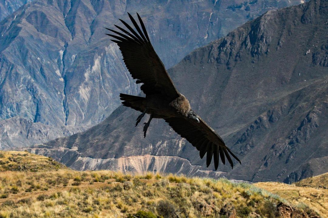 Colca Canyonimage - 1