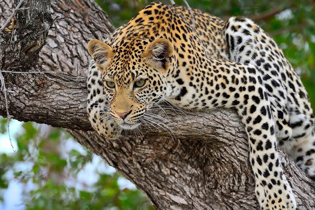 South Luangwa nationalparkimage - 1