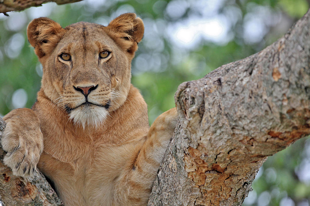 Serengeti National Parkimage - 0