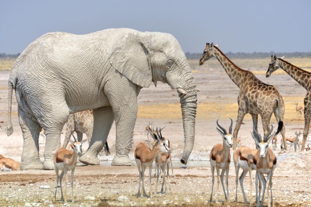 Etosha Eastimage - 0