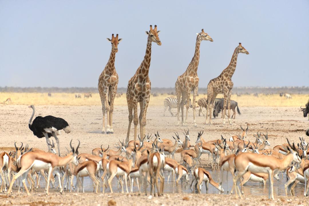 Etosha Southimage - 0