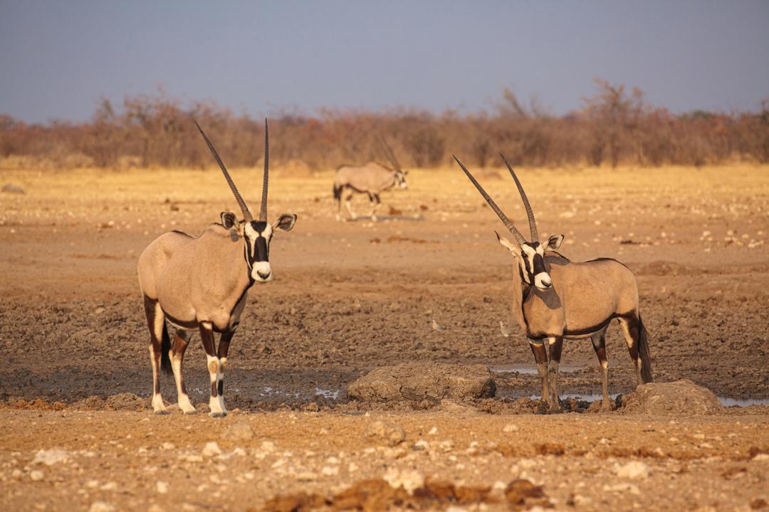 Etosha Southimage - 1