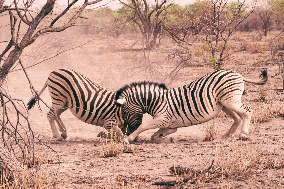 Etosha Southimage - 1