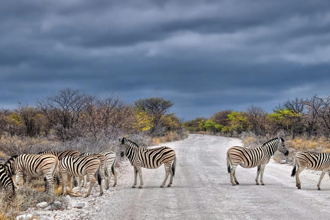 Etosha Nationalparkimage - 0