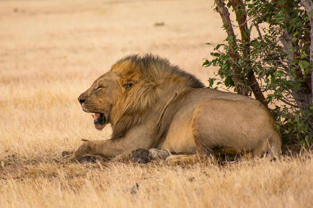 Etosha Nationalparkimage - 1