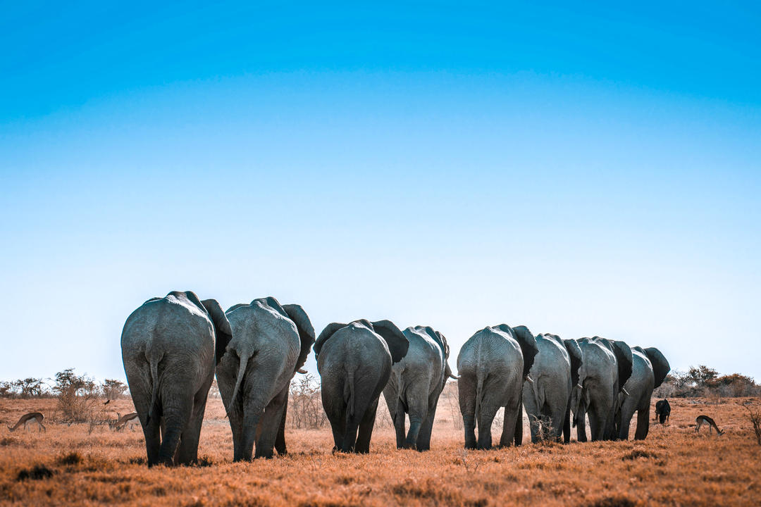 Etosha Southimage - 0