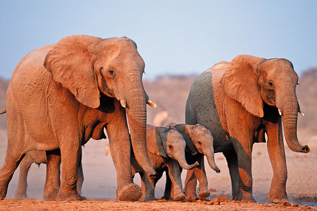 Etosha Nationalparkimage - 0