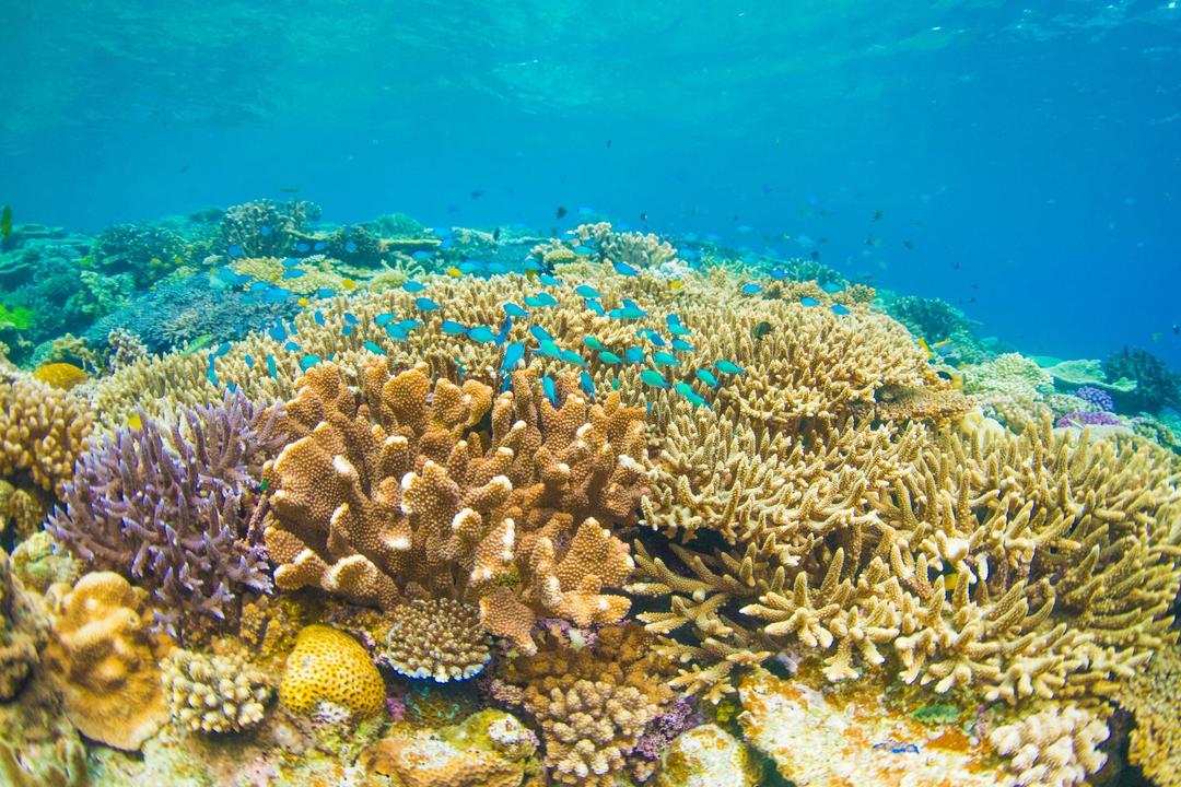 Viti Levu Coral Coastimage - 1