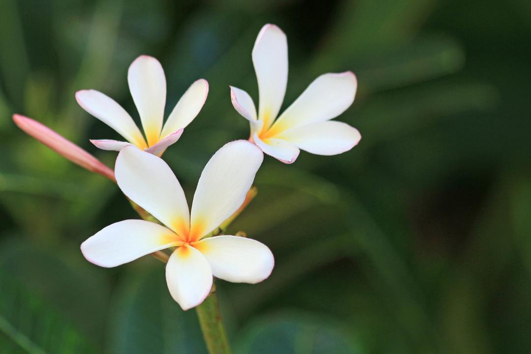 Viti Levu Coral Coastimage - 1