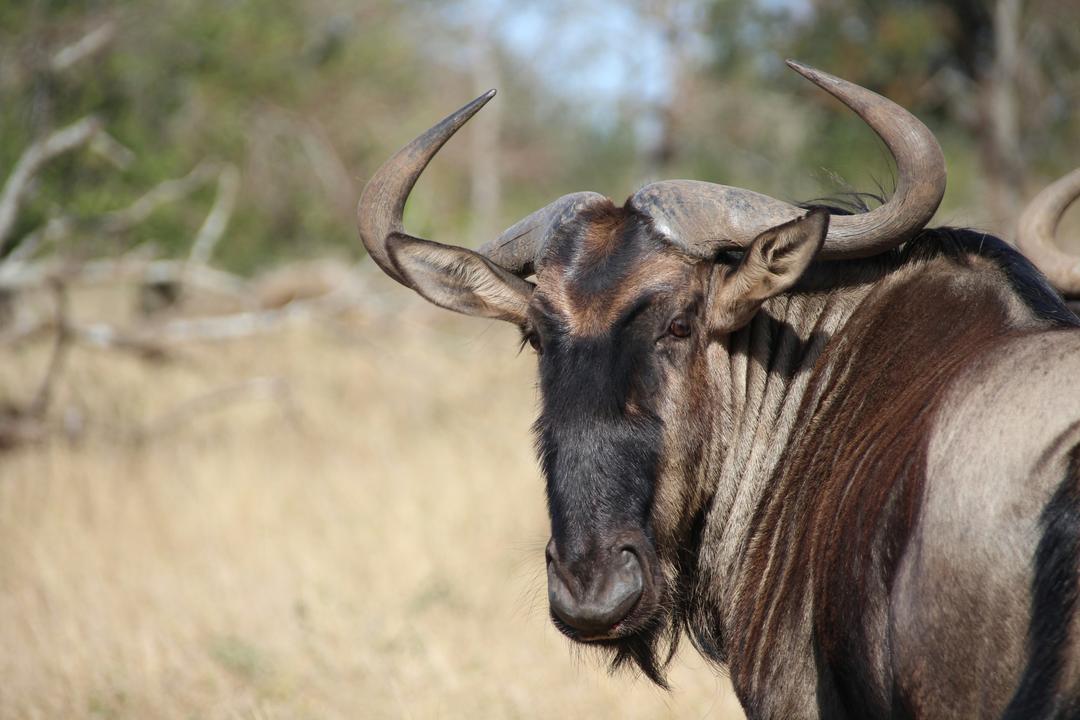 Hluhluwe–Imfolozi Parkimage - 1