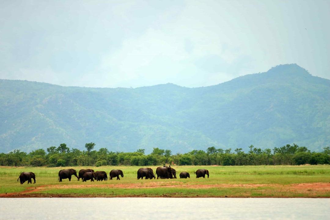 Östra Hwange nationalparkimage - 0