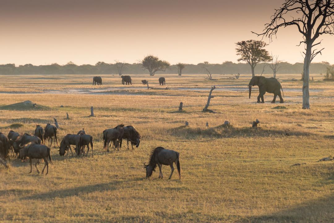 Västra Hwange nationalparkimage - 0