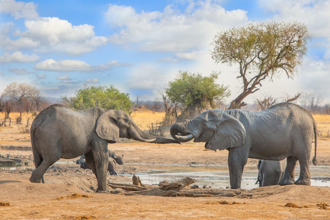 Västra Hwange nationalparkimage - 1