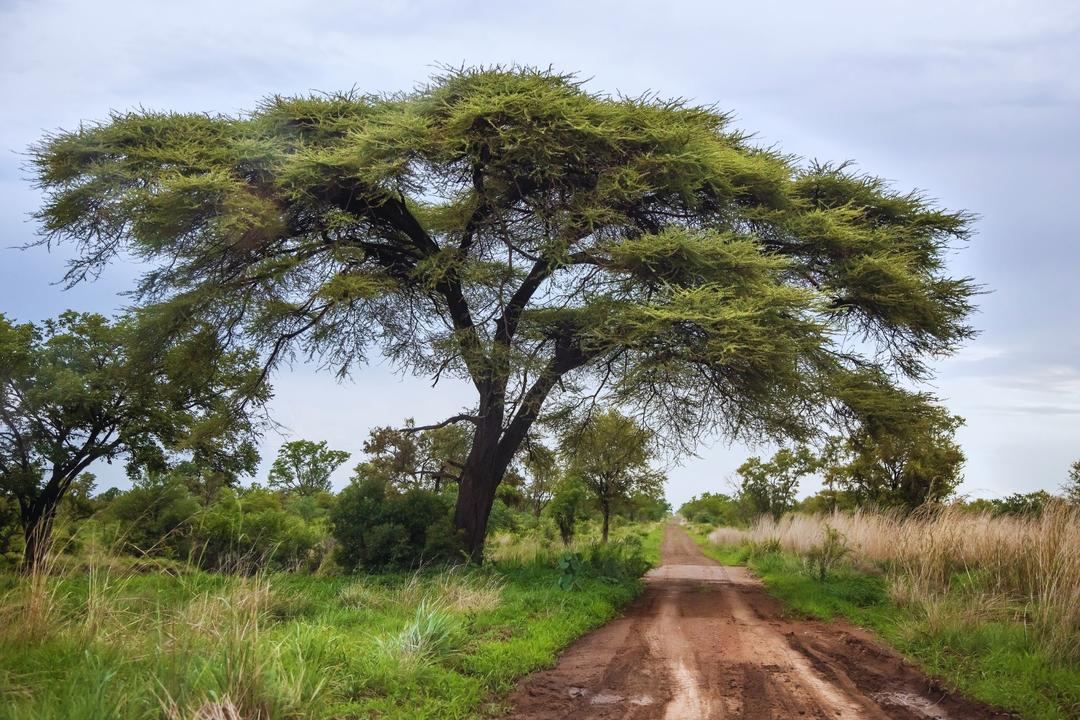 Västra Hwange nationalparkimage - 0