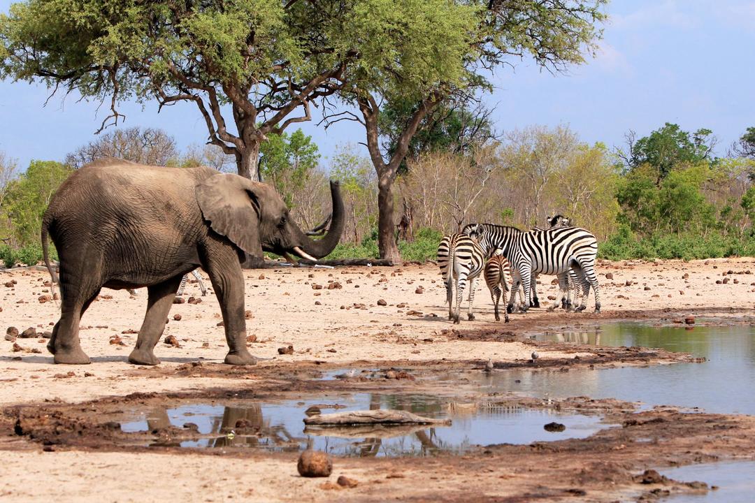 Västra Hwange nationalparkimage - 1