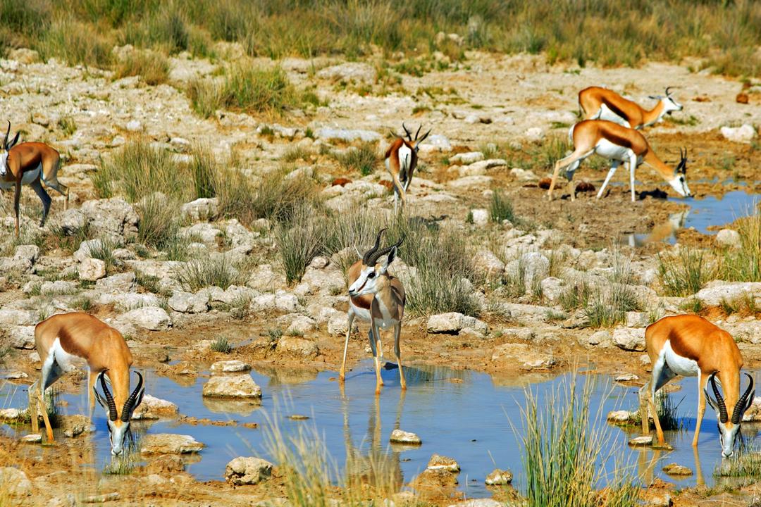 Västra Hwange nationalparkimage - 1