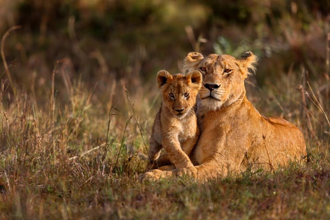 South Luangwa nationalparkimage - 0