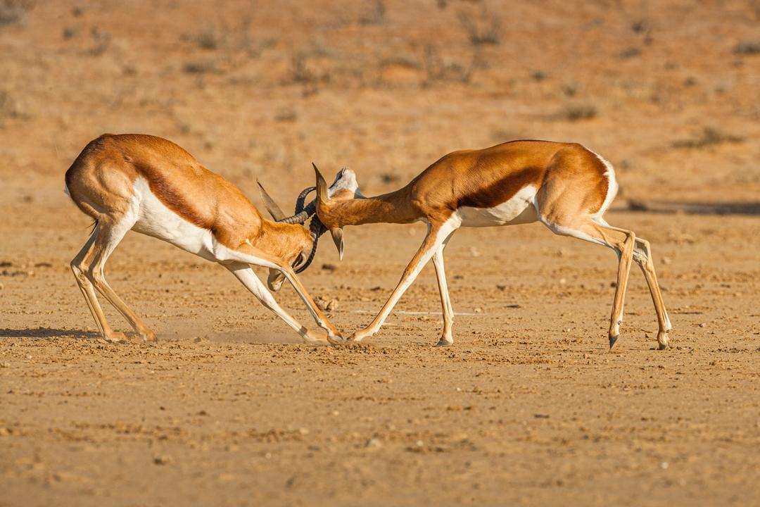 Intu Afrika Kalahari naturreservatimage - 0