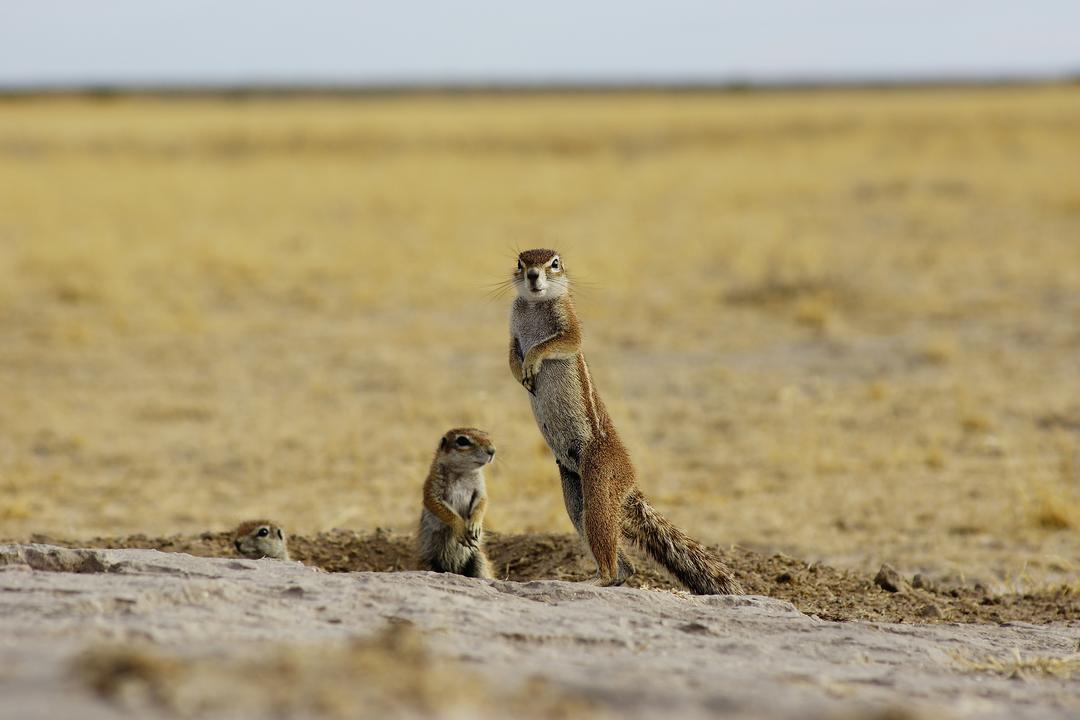 Intu Afrika Kalahari naturreservatimage - 1