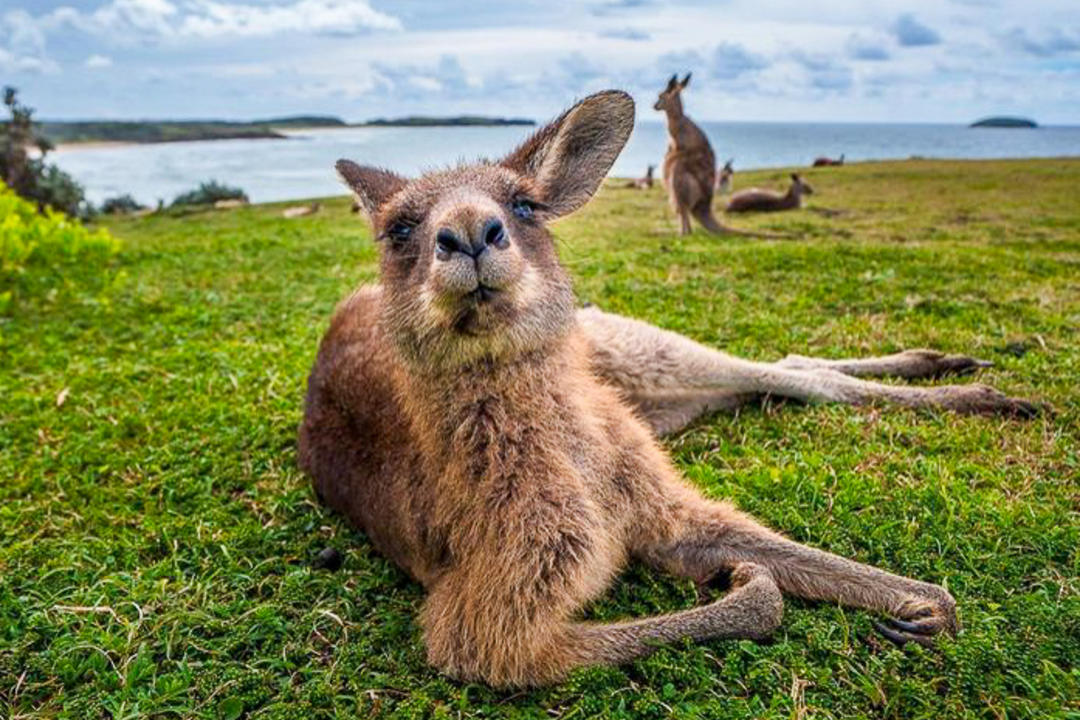 Kangaroo Islandimage - 0