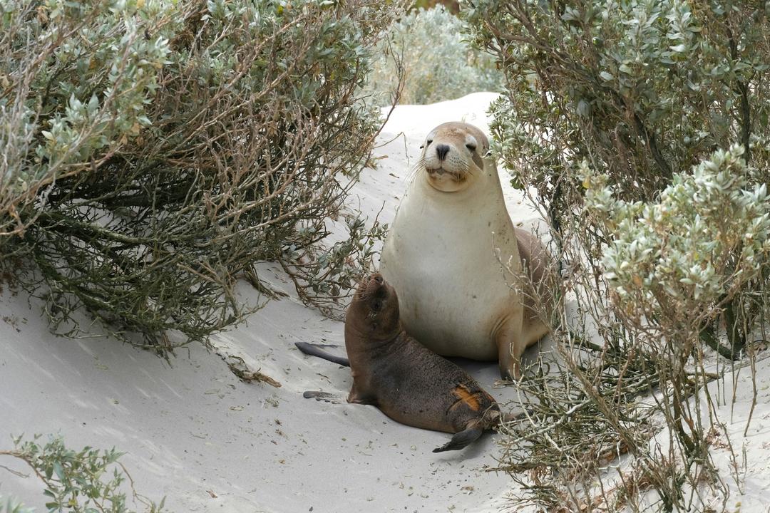 Kangaroo Islandimage - 0