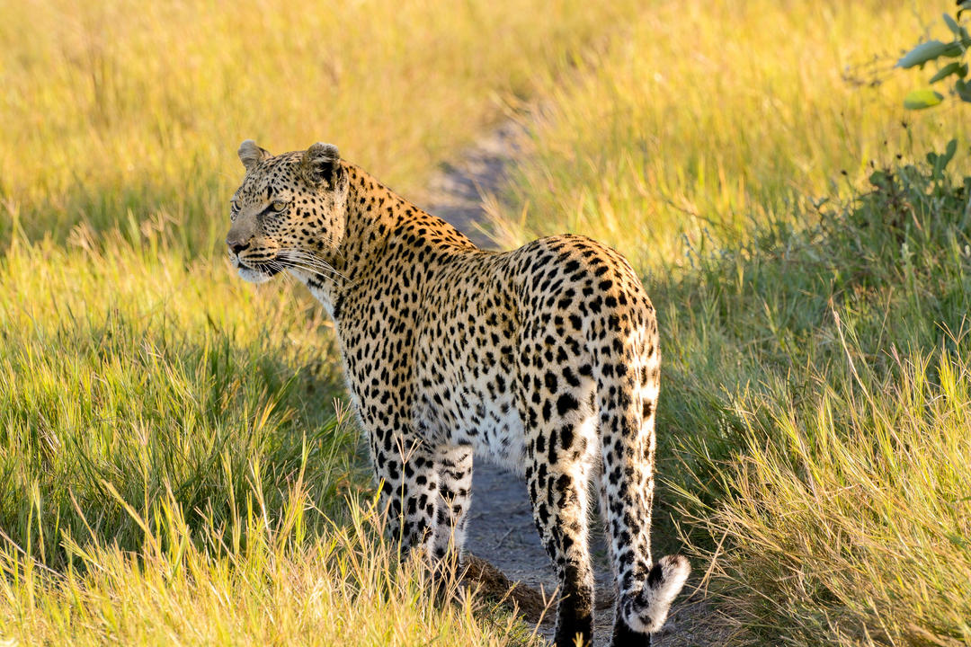 Khwai image - 1