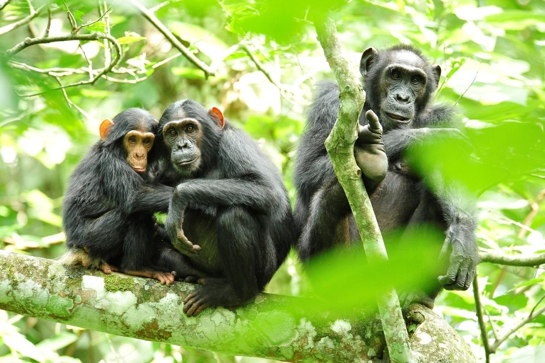 Kibale Forest National Parkimage - 1