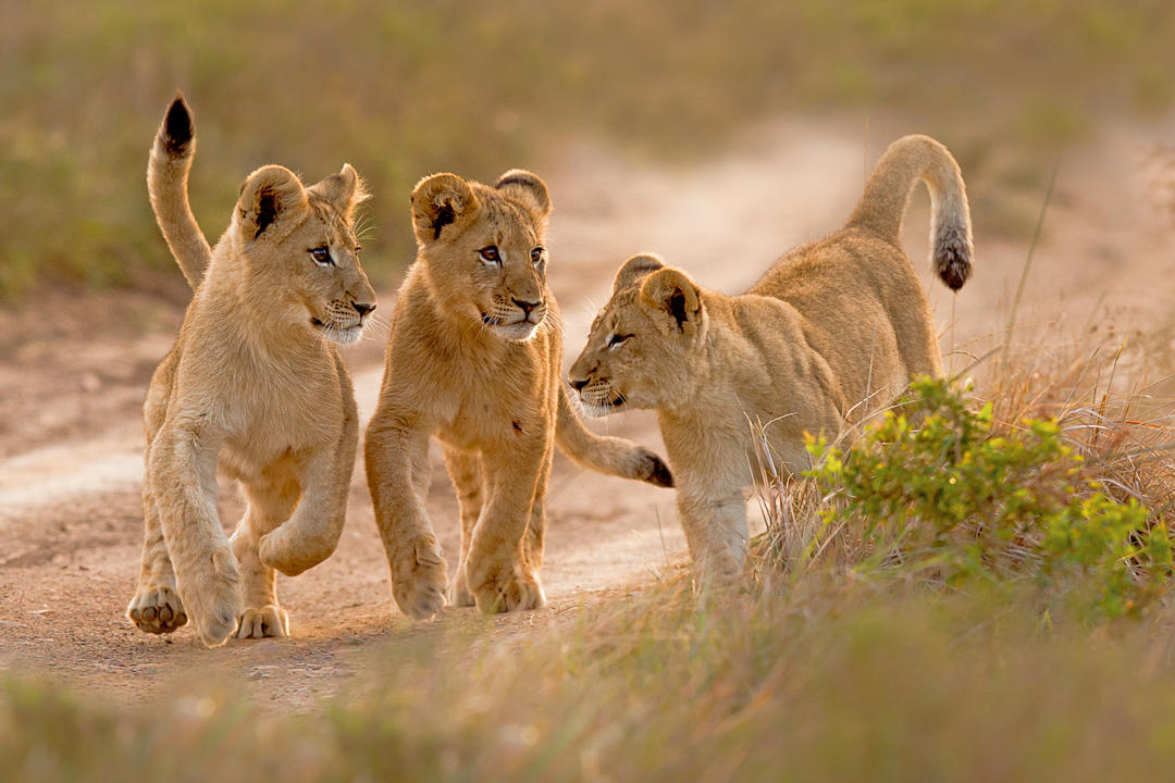 Limpopoimage - 0