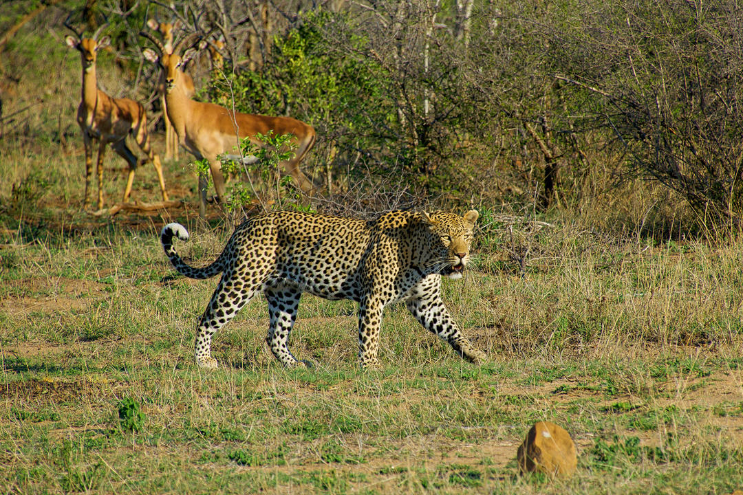 Masvingoimage - 1