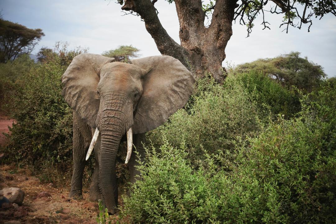 Lake Manyara National Parkimage - 0