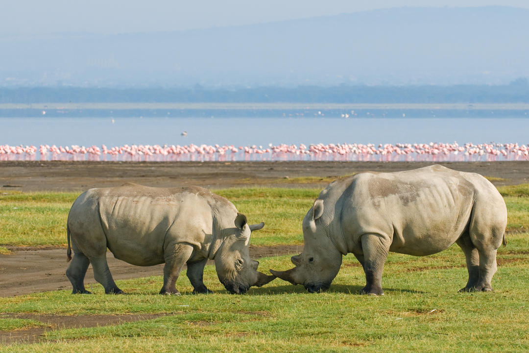 Lake Nakuru Nationalparkimage - 0