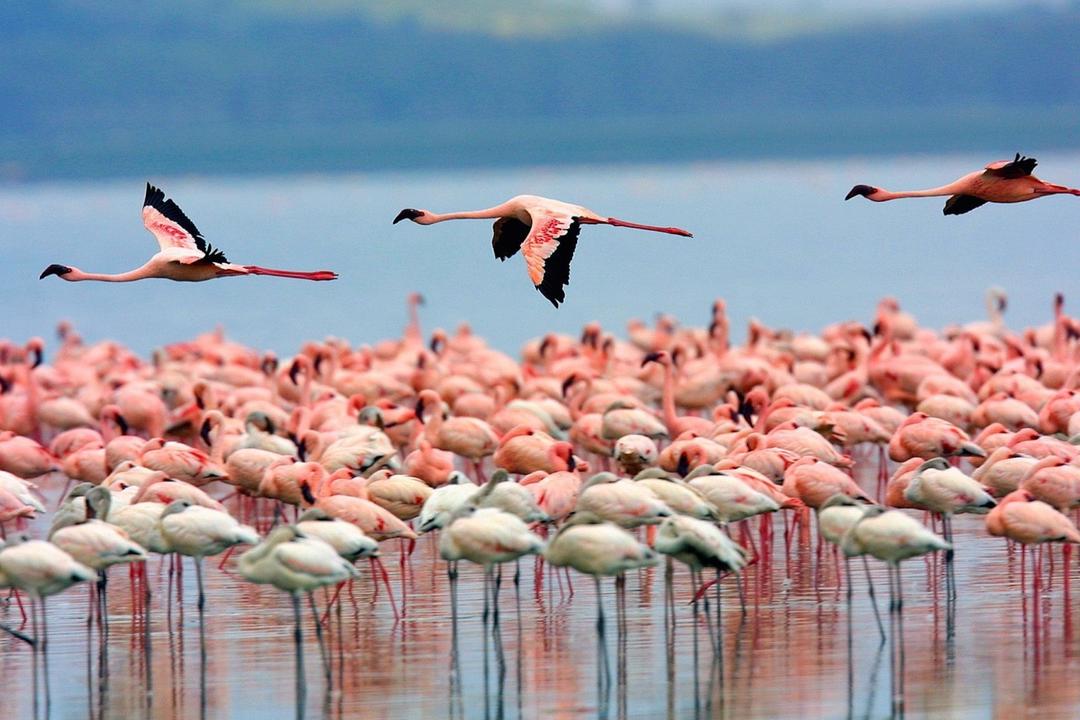 Lake Nakuru Nationalparkimage - 1