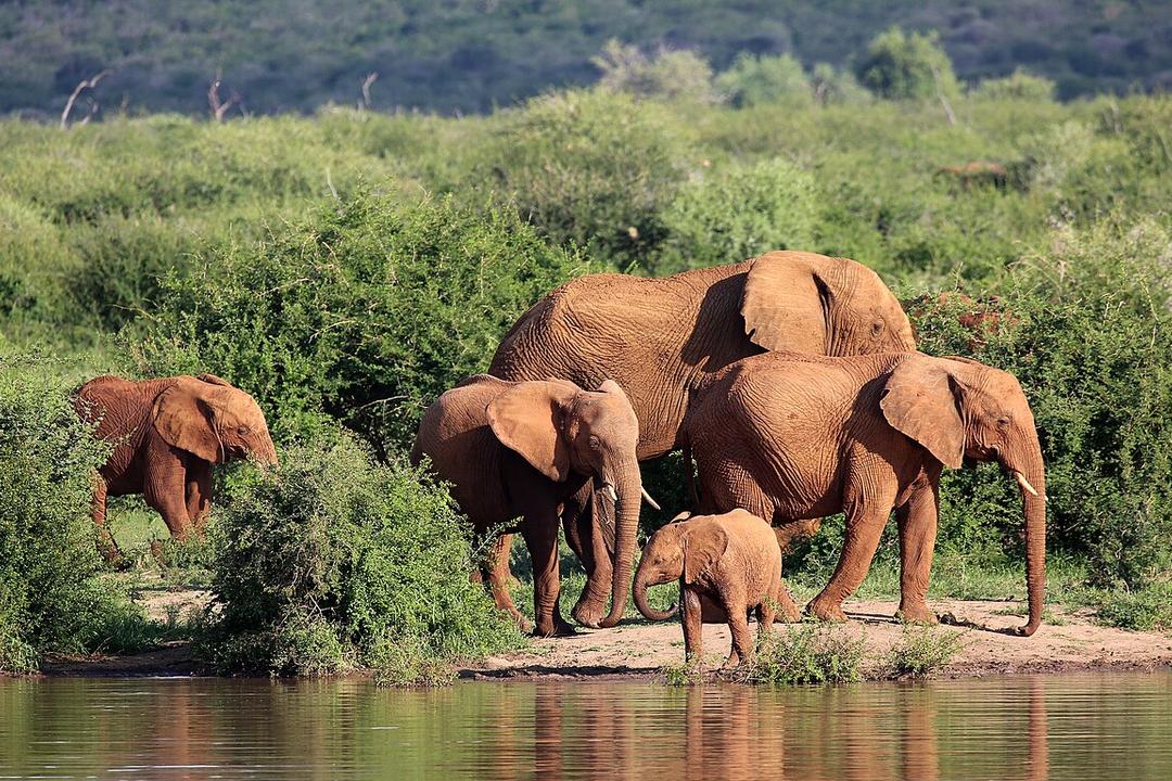 Madikwe naturreservatimage - 1
