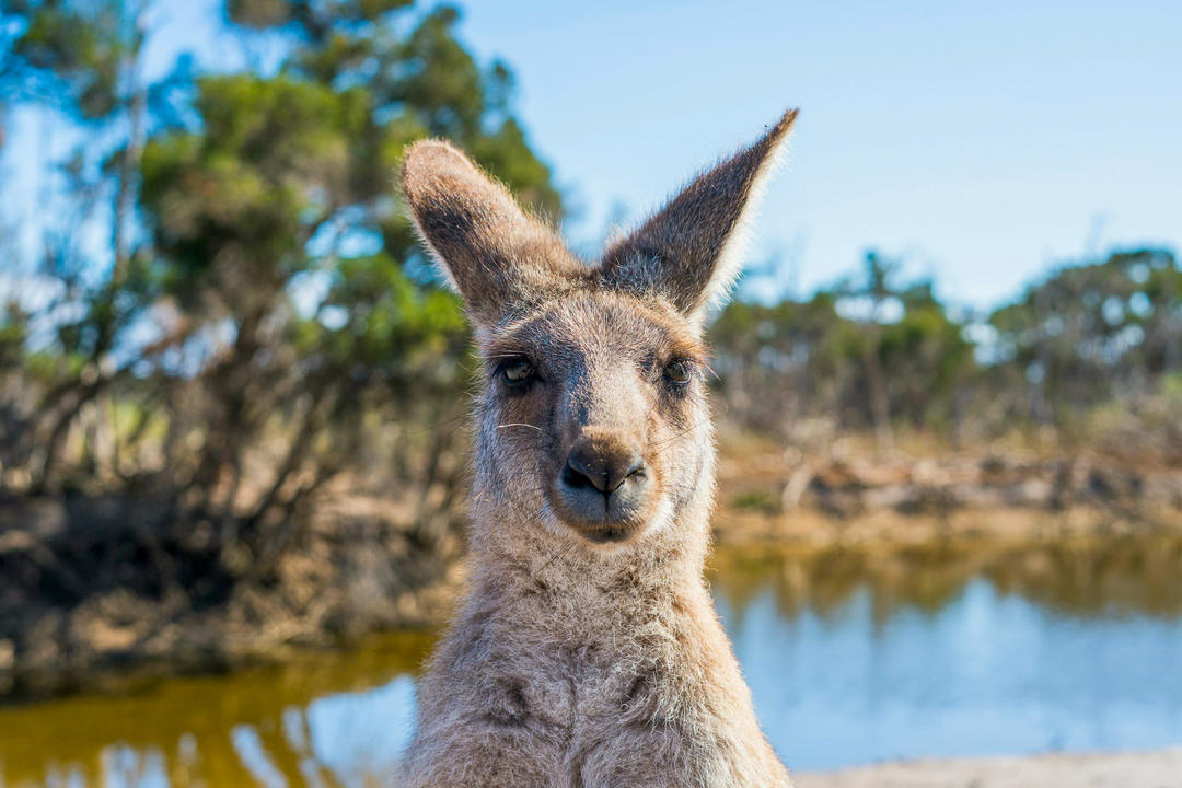 Melbourneimage - 1