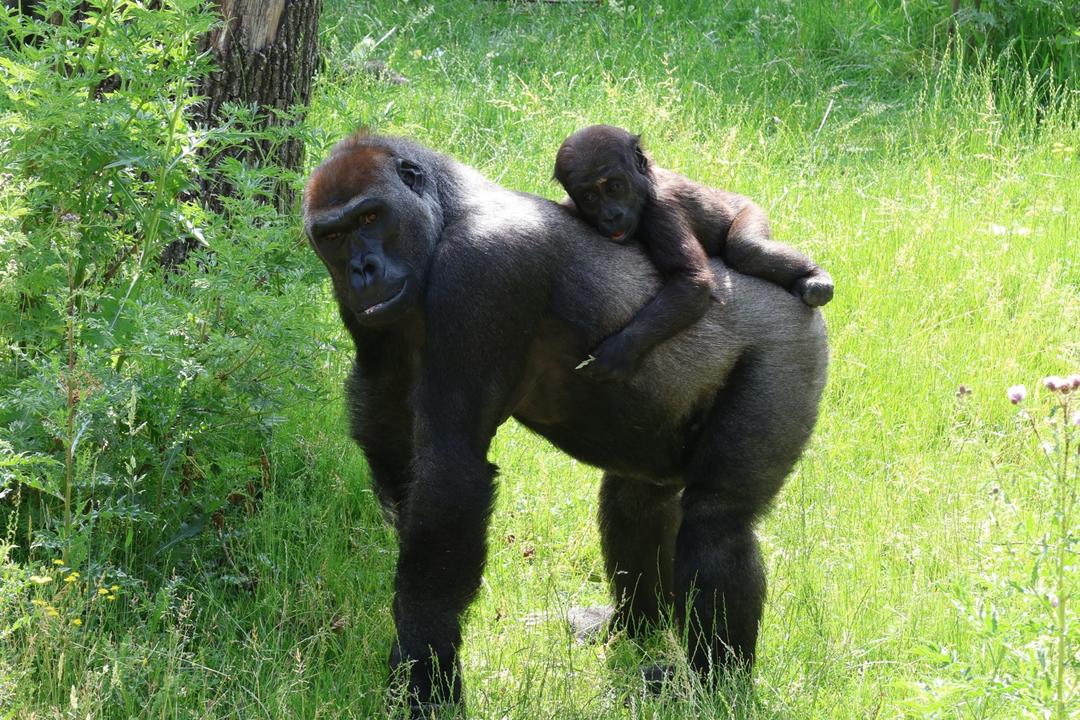 Mgahinga Gorilla National Parkimage - 1