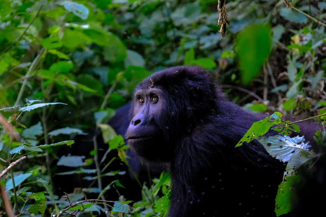 Mgahinga Gorilla National Parkimage - 1