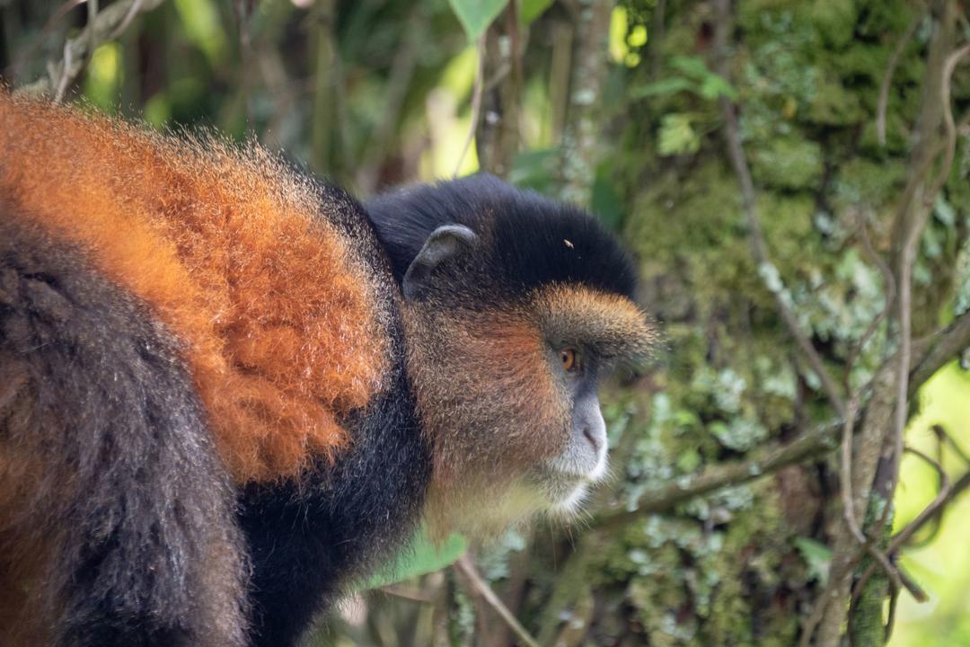 Mgahinga Gorilla National Parkimage - 0