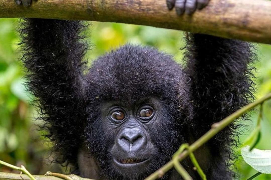 Mgahinga Gorilla National Parkimage - 0