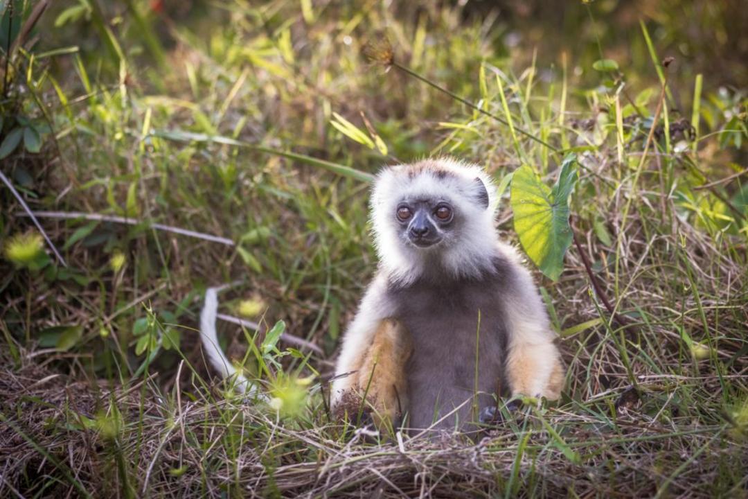 Kirindy privatreservatimage - 1