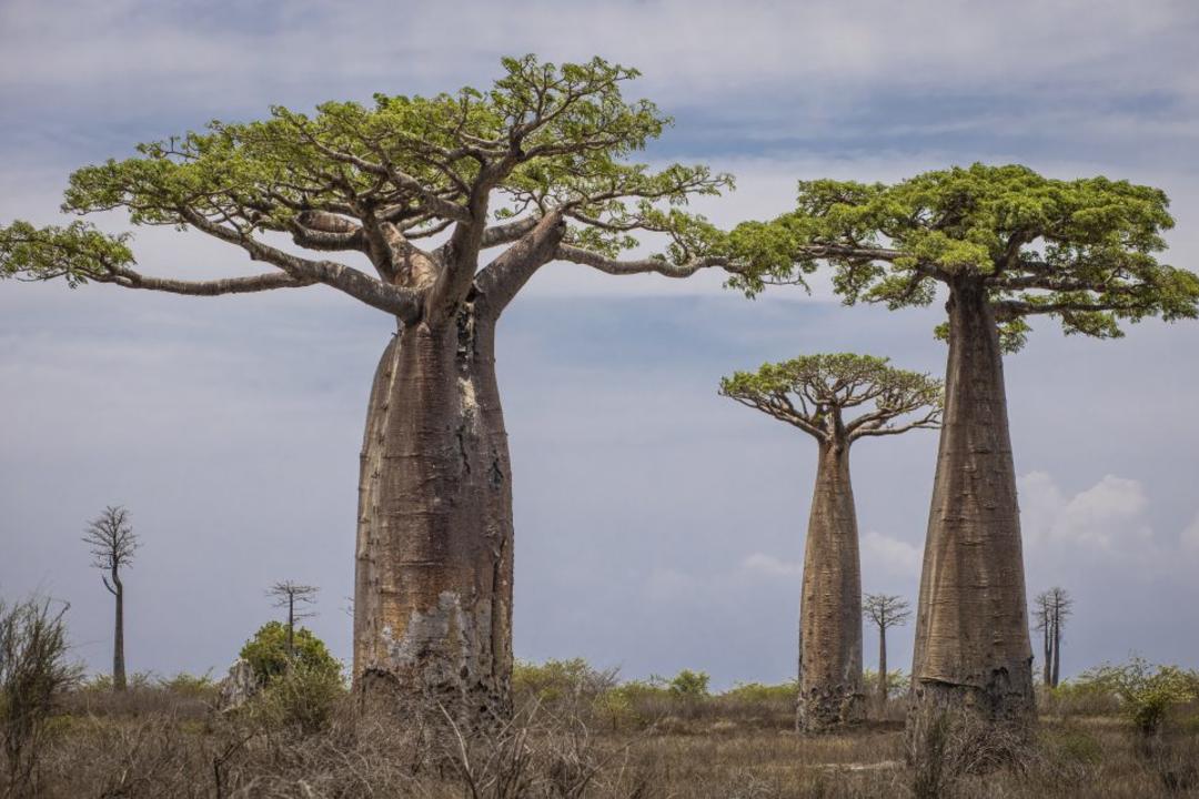 Kirindy privatreservatimage - 0