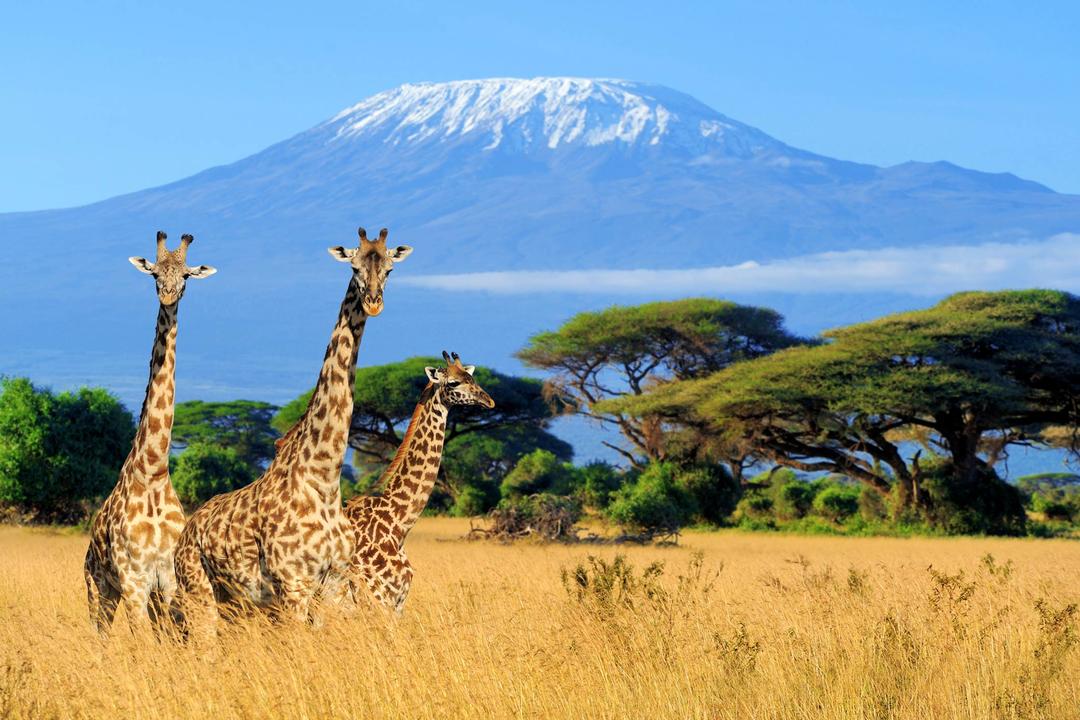 Amboseli nationalparkimage - 1