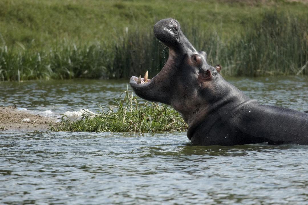 Murchison Falls National Parkimage - 1