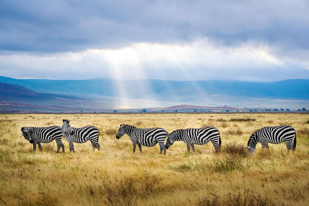 Ngorongoro Conservation Areaimage - 1