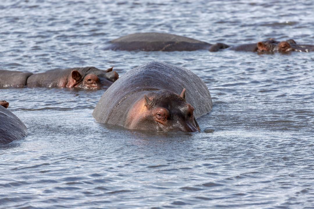 Ngorongoro Conservation Areaimage - 0